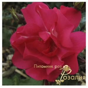Sommerabend /Зоммерабенд/