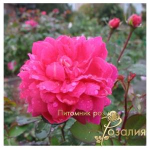 Sophy’s Rose /Софи Роуз/
