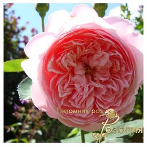 The Alnwick Rose /Алнвик Роуз/