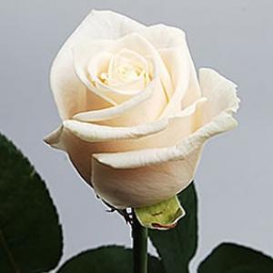 Vendella (Венделла)