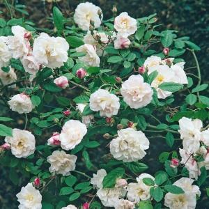 Venusta Pendula/Венуста Пендула/