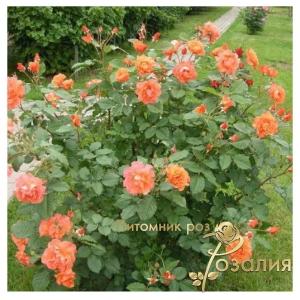 Westerland /Becтерленд/