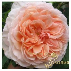 William Morris /Вильям Моррис/
