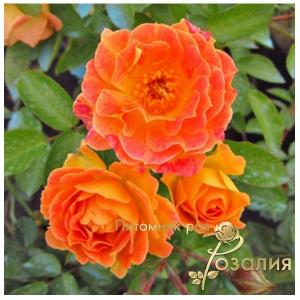 Bessy (Бесси)