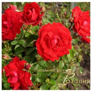 Champlain (Шамплэйн)