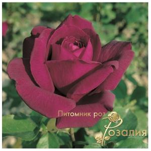 Notturno/Ноттурно/