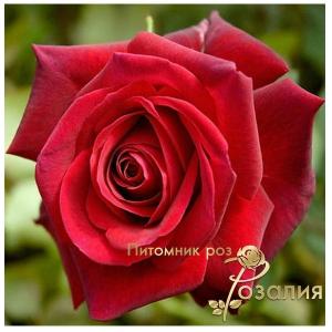 Edith Piaf (Эдит Пиаф)