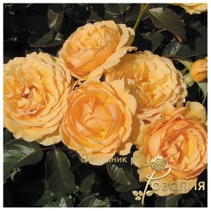 Amber Queen  /Амбер Квин/