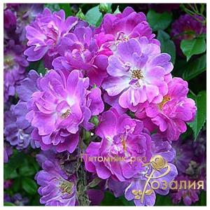 Veilchenblau /Файлхенблау/