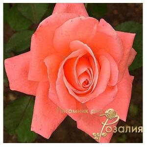 Dolce Vita (Дольче Вита)