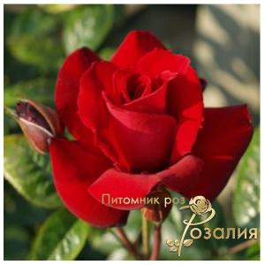 Glad Tidings /Глед Тидингс/
