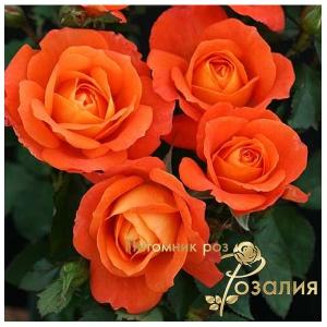 Super Trouper  (Супер Трупер)