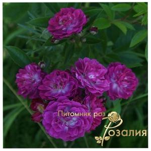 Perennial Blue /Перенниал Блю/