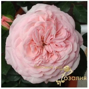 Mariatheresia (Мария Терезия)