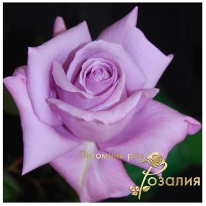Twice in a Blue Moon (Твис ин Блю Мун)