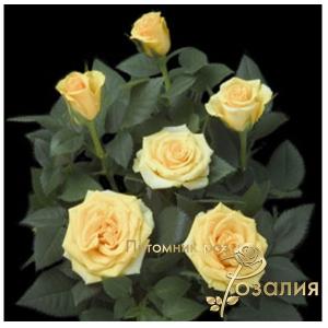 Solero Kordana /Солеро Кордана/