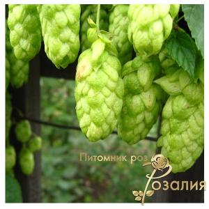 Хмель лекарственный
