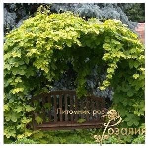 Хмель лекарственный