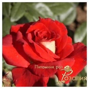 Kleopatra /Клеопатра