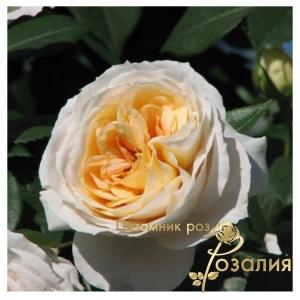 Lions-Rose /Лионс-Роза/