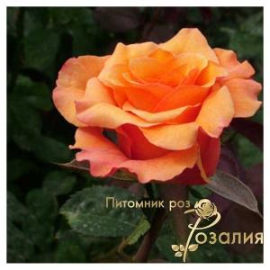 Milva /Мильва/