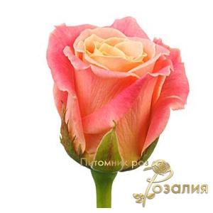 Miss Piggy /Мисс Пигги/