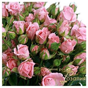 Odilliya (Одиллия)