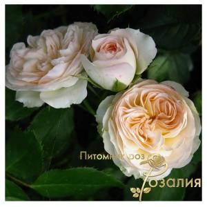 Pastella /Пастелла/