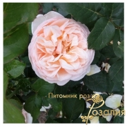 Роза Alexandrine (Александрин)