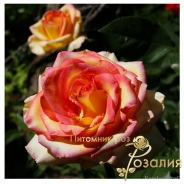 Ambiance /Амбианс/