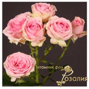 Dinara /Динара/