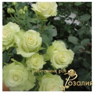 Green Glow /Грин Глоу/