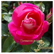 Heimatmelodie (Хайматмелоди)