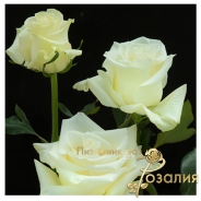 Mondial /Мондиаль/