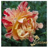 Nimet (Нимэ)