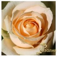 Peach Avalanche (Пич Аваланч)