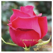 Pink Floyd /Пинк Флойд/
