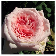 Pink O&rsquo;Hara /Пинк Охара/