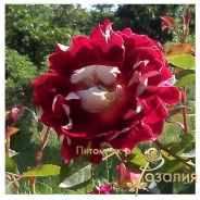 Sparkling Ruffles /Спарклин Раффлз/