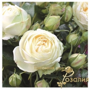Wedding Piano /Веддинг Пиано/
