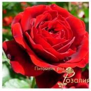 Isabelle Renaissance (Изабель Ренессанс)