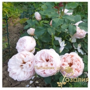 Alexandrine /Александрин/