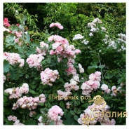 Brise Parfum (Бриз Парфум)