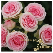 Роза Dinara (Динара)