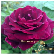 Ebb Tide (Эбб Тайд)