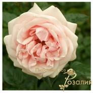 Aphrodite (Афродита)