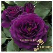 Ebb Tide (Эбб Тайд)