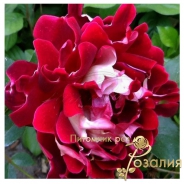 Роза Sparkling Ruffles (Спарклин Раффлз)