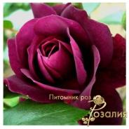 Burgundy Ice /Бургунди Айс/