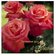 Christophe Colomb /Кристоф Колумб/